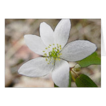 Rue Anemone - Thalictrum thalictroides Card