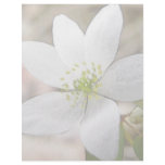 Rue Anemone - Thalictrum thalictroides Letterhead Design