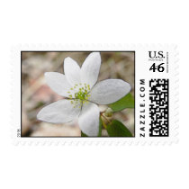 Rue Anemone - Thalictrum thalictroides Stamp
