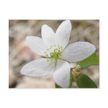 Rue Anemone - Thalictrum thalictroides Postcard