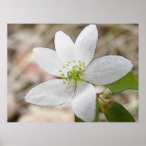 Rue Anemone - Thalictrum thalictroides Posters