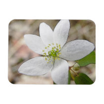 Rue Anemone - Thalictrum thalictroides Rectangular Magnet