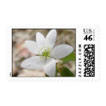 Rue Anemone - Thalictrum thalictroides Stamp