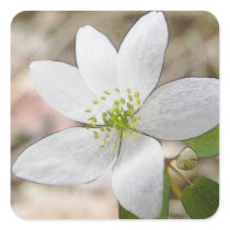Rue Anemone - Thalictrum thalictroides Square Stickers