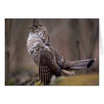 Ruffed Grouse Greeting Card