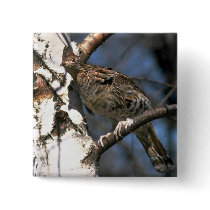 Ruffed grouse perched in a birch tree pin