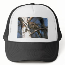 Ruffed grouse perched in a birch tree mesh hats