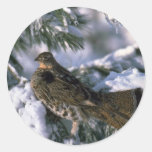 Ruffed grouse perched in a snowy tree sticker