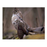 Ruffed Grouse Postcards