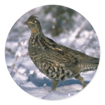 Ruffed grouse standing in snowy woods round stickers