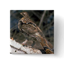 Ruffed grouse standing on a birch log button
