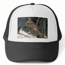 Ruffed grouse standing on a birch log hats
