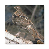 Ruffed grouse standing on a birch log fridge magnet