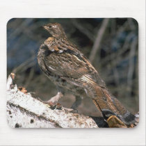 Ruffed grouse standing on a birch log mousepads