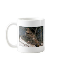 Ruffed grouse standing on a birch log mugs