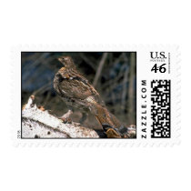 Ruffed grouse standing on a birch log stamp