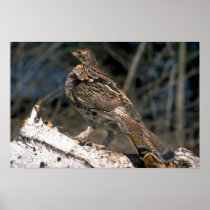 Ruffed grouse standing on a birch log poster