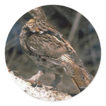 Ruffed grouse standing on a birch log sticker