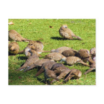 Ruffled doves, barred doves, or tiger doves. postcards