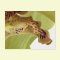 Ruffled Edges postcards