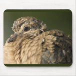 Ruffled Feathers mousepads