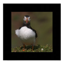 Ruffled Puffin. Poster by cARTerART posters