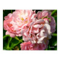 Ruffled Roses Print