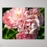 Ruffled Roses Print