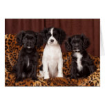 Ruffles, Micah and Ace Card