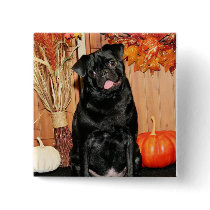 Ruffy - Pug - Photo-7 buttons