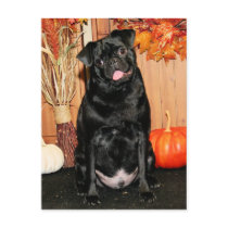 Ruffy - Pug - Photo-7 postcards
