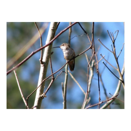 Rufous Female Hummingbird print