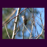 Rufous Female Hummingbird posters