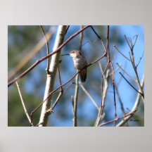 Rufous Female Hummingbird Poster