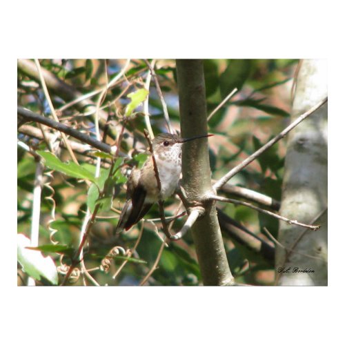 Rufous Female in Bush print
