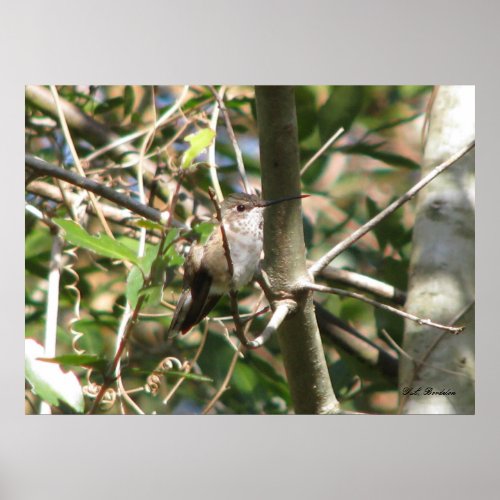 Rufous Female in Bush print