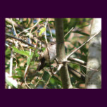 Rufous Female in Bush posters