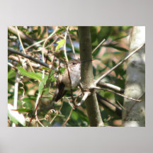 Rufous Female in Bush Posters
