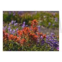 Rufous Hummingbird Greeting Cards