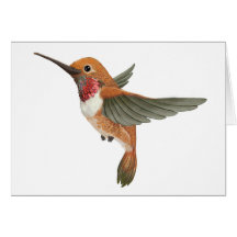 Rufous Hummingbird Cards
