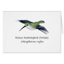 Rufous Hummingbird female with Name Greeting Card