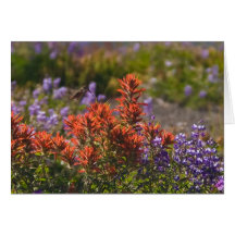 Rufous Hummingbird Greeting Cards