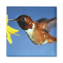 Rufous Hummingbird magnets by SweetRascal Rufous Hummingbird magnets