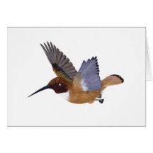 Rufous Hummingbird Male Greeting Card