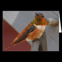 Rufous Hummingbird Notecard cards