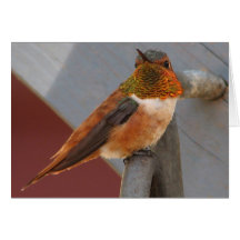 Rufous Hummingbird Notecard