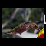 Rufous Hummingbird - Photo Cards cards
