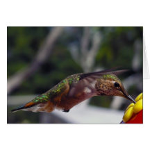 Rufous Hummingbird - Photo Cards