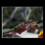 Rufous Hummingbird - Post Card postcards