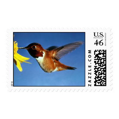 Rufous Hummingbird Postage